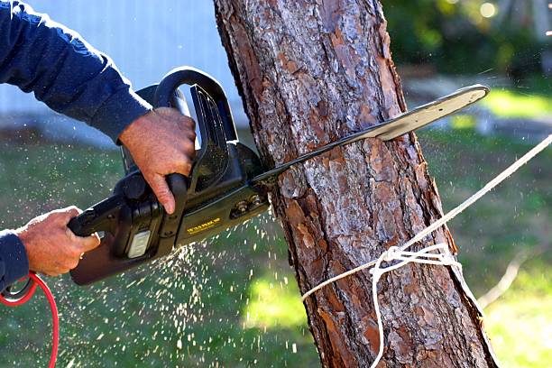 How Our Tree Care Process Works  in  Seaville, NJ