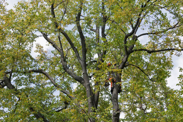 Best Leaf Removal  in Seaville, NJ